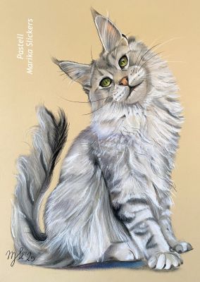 Maincoon Katze