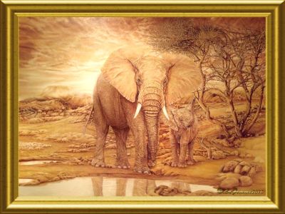 elephants