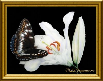 Butterfly
