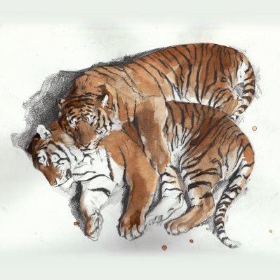 Kaffee-Tiger