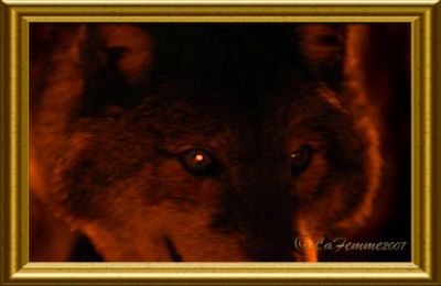 wolf-ii