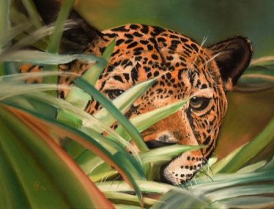 Jaguar auf der Lauer