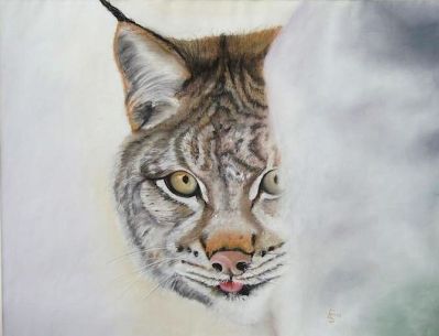 Luchs