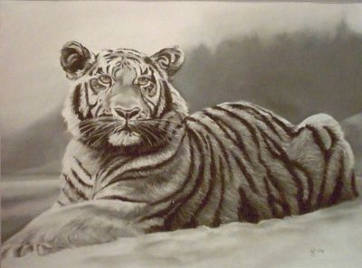 sibirischer Tiger