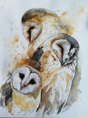 beautiful owls