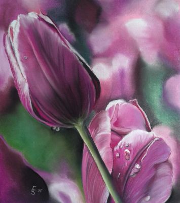 Tulpen