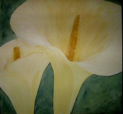 weisse-calla