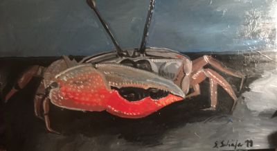 winkerkrabbe-