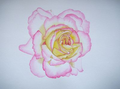 rose
