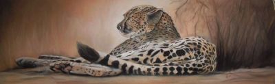 ruhender Gepard
