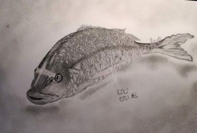 dorade