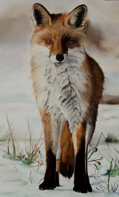 red-fox-fuchs