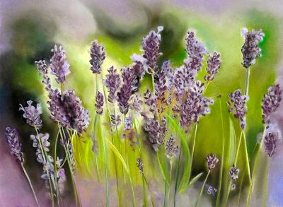 lavendel-was-fuer-ein-duft-
