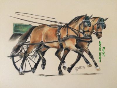 Welsh–B Ponys