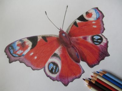 Schmetterling