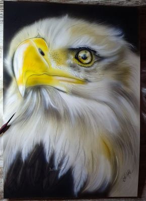 'Weißkopfseeadler'