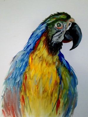 Macaw