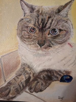 Cat with attitude