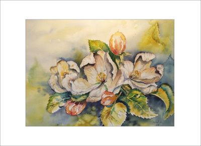 Apfelblüten