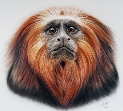 Löwenäffchen "Piet"