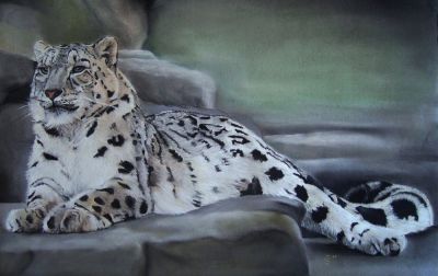 Schneeleopard