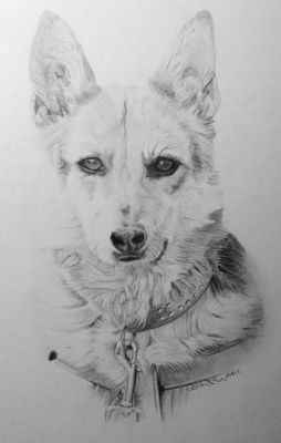 Schäferfuchs