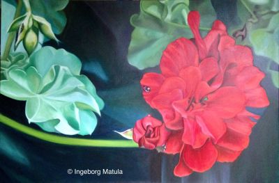 Pelargonie aus meinem Garten