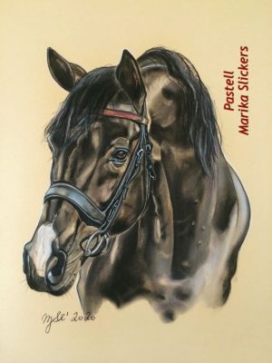 niederlaendisches-warmblut-kwpn