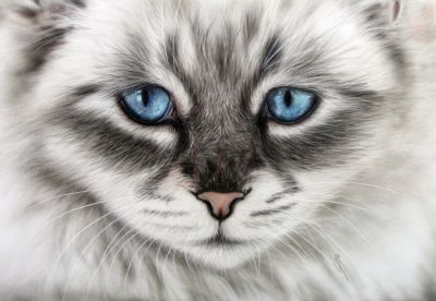 Blue Eyes