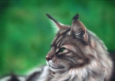 Main Coon