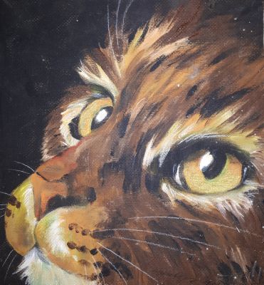 Cat in The Night 
