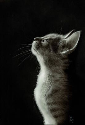 KittyCat