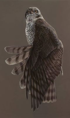 Sperberweib