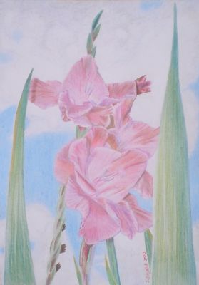 gladiole