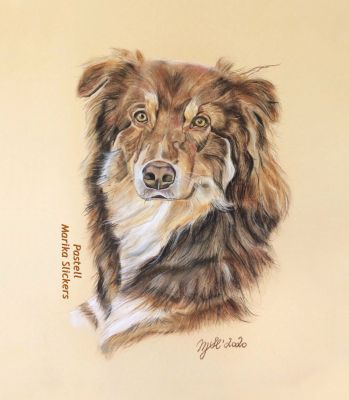  Australien Shepherd