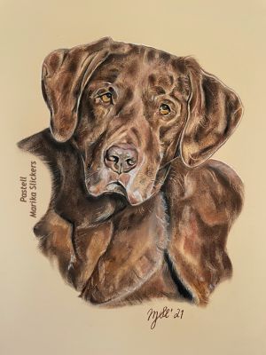Labrador Retriever Hund
