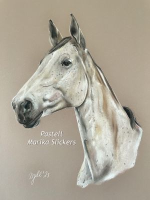 zangersheider-pferd-reitpferd-aus-belgien