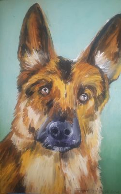der-schaeferhund-