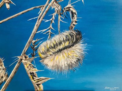 Distel