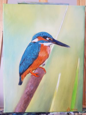 Eisvogel 