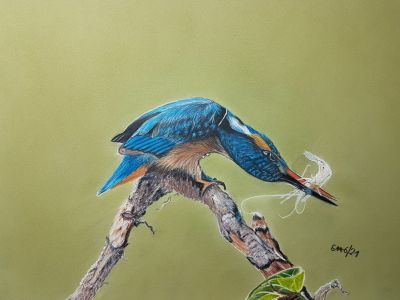 Eisvogel