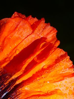 Türkischer Mohn aus der Serie Schwarze Blumen