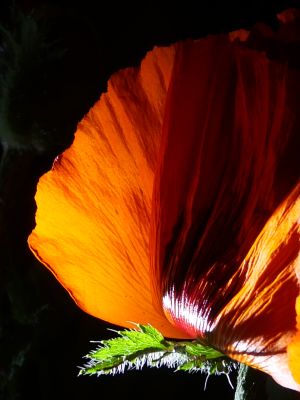 tuerkischer-mohn-aus-der-serie-schwarze-blumen5
