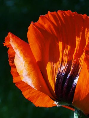 Türkischer Mohn aus der Serie Schwarze Blumen