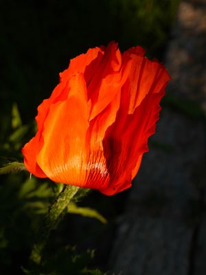 tuerkischer-mohn-aus-der-serie-schwarze-blumen2
