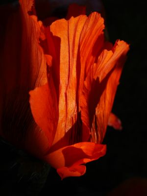 Türkischer Mohn aus der Serie Schwarze Blumen