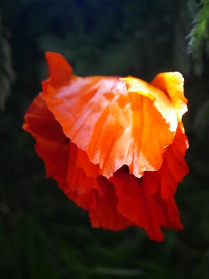 Türkischer Mohn aus der Serie Schwarze Blumen