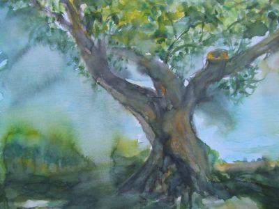 olivenbaum5