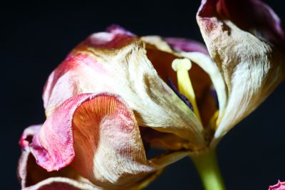 metamorphose-009