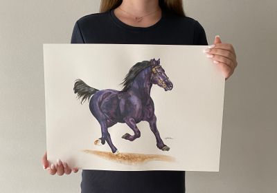 Welsch Cob Hengst
